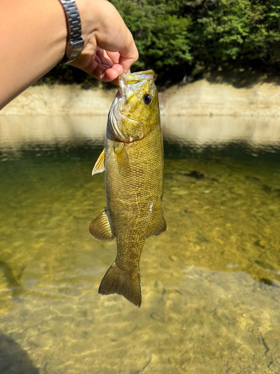 スモールマウスバス