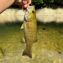 スモールマウスバス