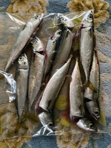 サバの釣果