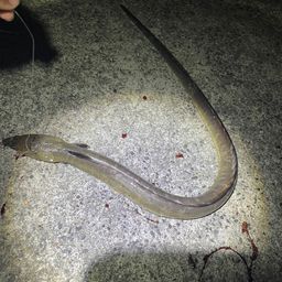 ホタテウミヘビ