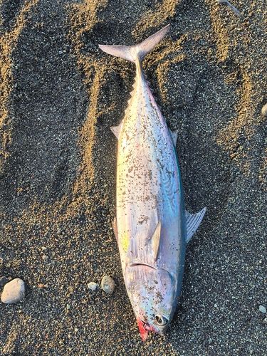 国府津海岸