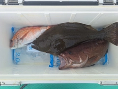 ヒラメの釣果