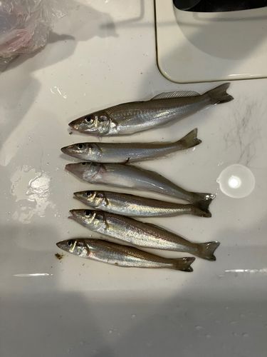 知多湾