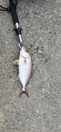 ショゴの釣果