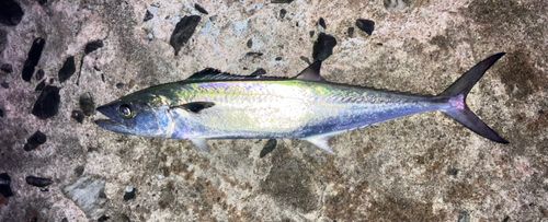 サゴシの釣果