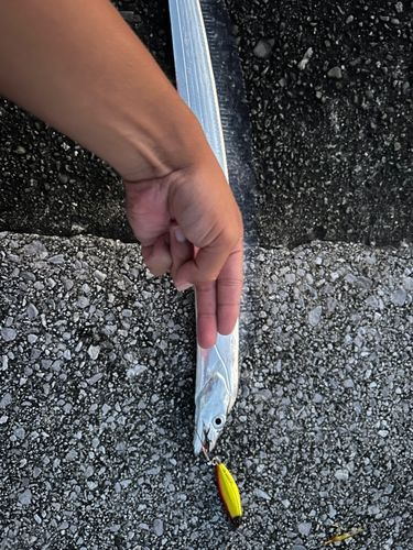 タチウオの釣果