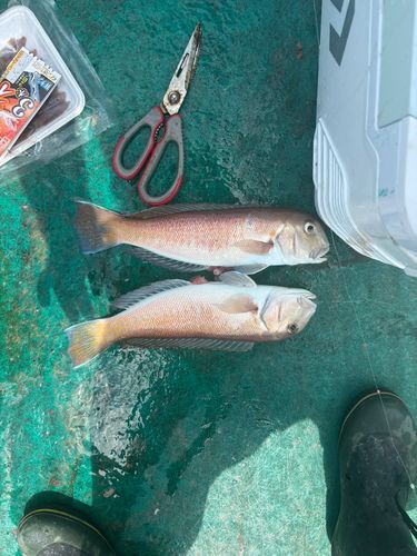 シロアマダイの釣果