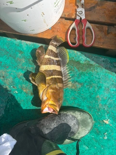 アオハタの釣果