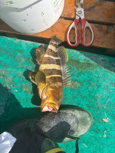 アオハタの釣果