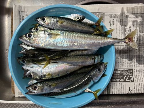 函館湾