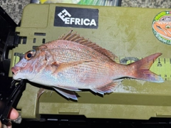 マダイの釣果