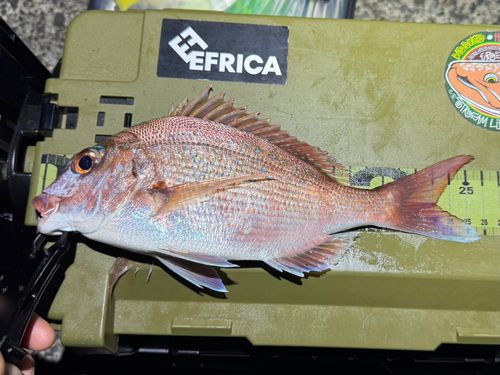 マダイの釣果