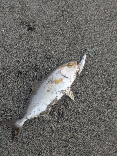 大倉戸海岸