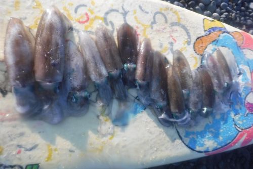 釣果