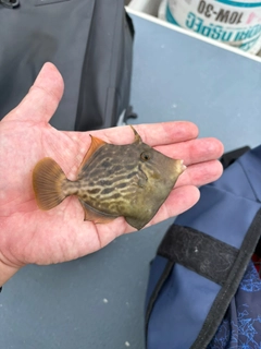 カワハギの釣果