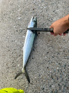 サゴシの釣果