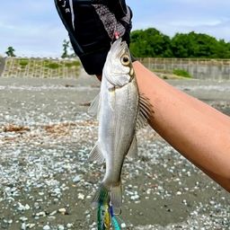 セイゴ（ヒラスズキ）