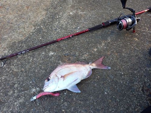 マダイの釣果