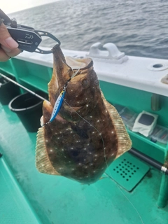 ヒラメの釣果