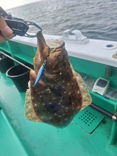 ヒラメの釣果