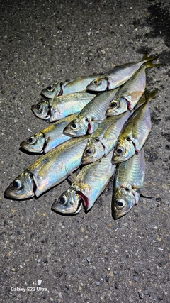 アジの釣果