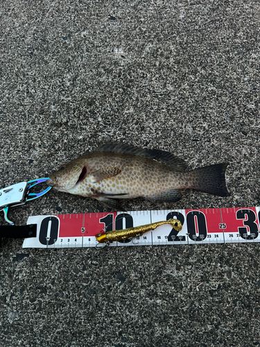 オオモンハタの釣果