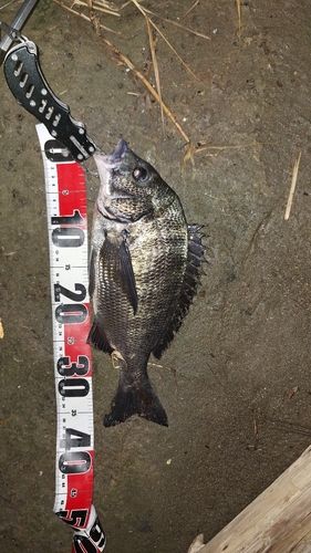 クロダイの釣果