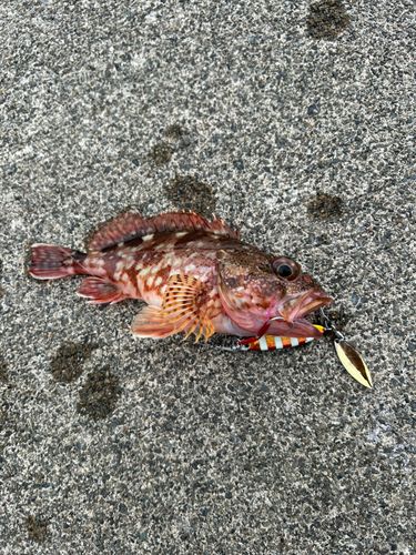 カサゴの釣果