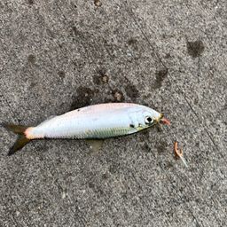メアジ