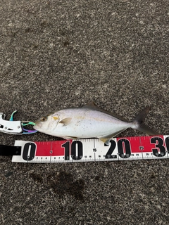 シオの釣果