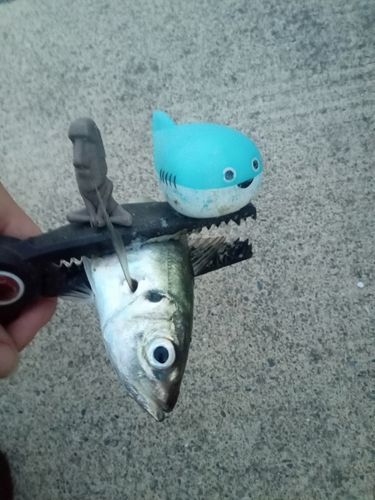 マアジの釣果