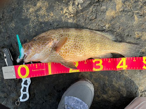 オオモンハタの釣果