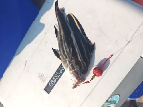 コロダイの釣果