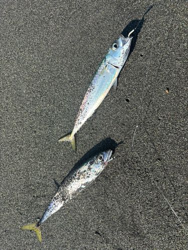 小八幡海岸