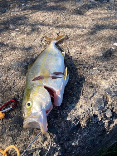 ショゴの釣果