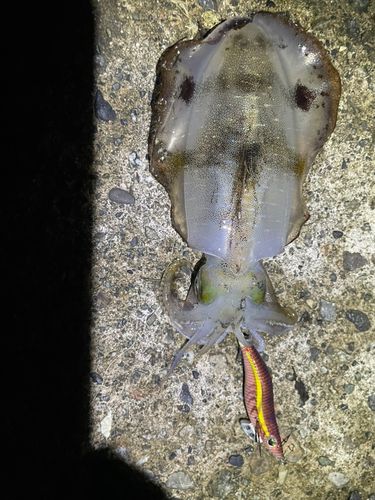 アオリイカの釣果
