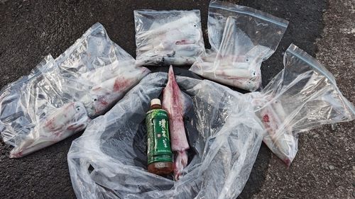 ケンサキイカの釣果