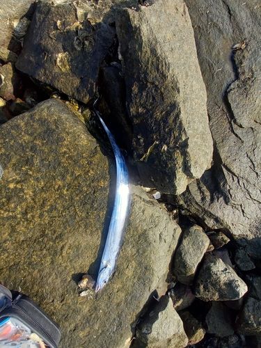 タチウオの釣果