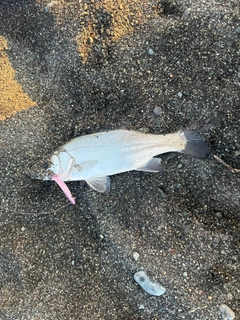 セイゴ（ヒラスズキ）の釣果