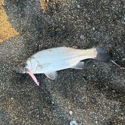 セイゴ（ヒラスズキ）