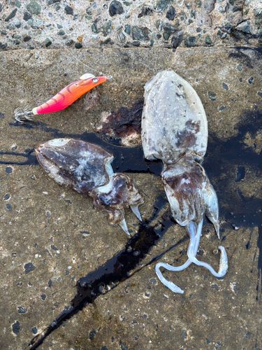 コウイカの釣果