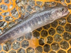 イワナの釣果
