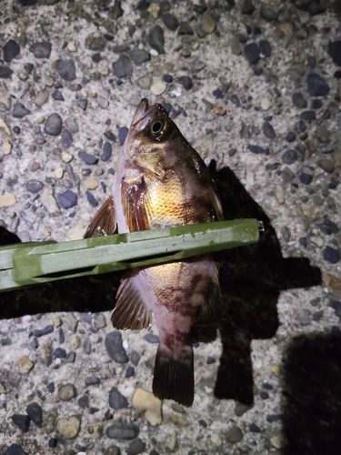 メバルの釣果