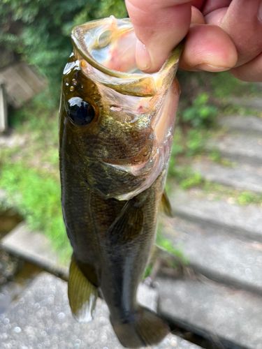 ラージマウスバスの釣果
