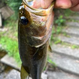 ラージマウスバス