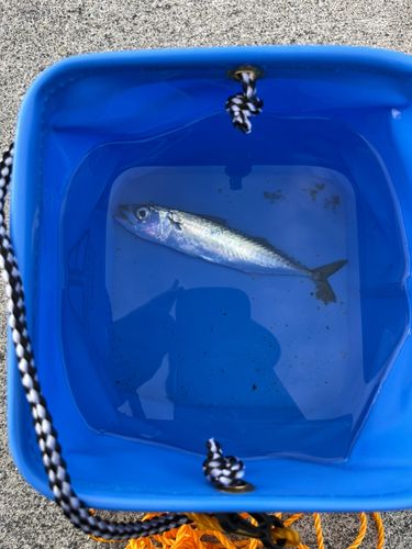 サバの釣果