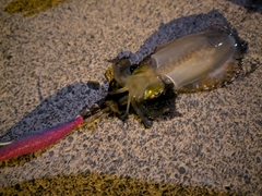 アオリイカの釣果