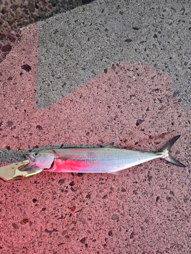 サゴシの釣果