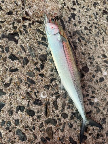サゴシの釣果