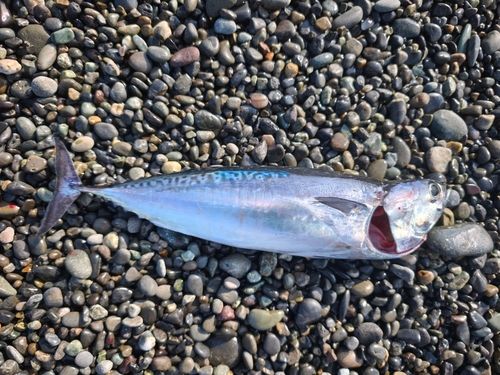 マルソウダの釣果